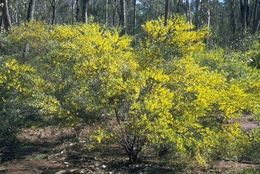 Acacia ixiophylla.jpg