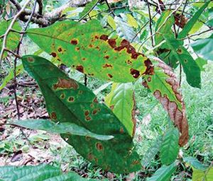 Antracnosis cacao 2.JPG