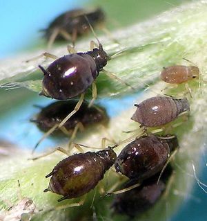 Aphis craccivora.jpg