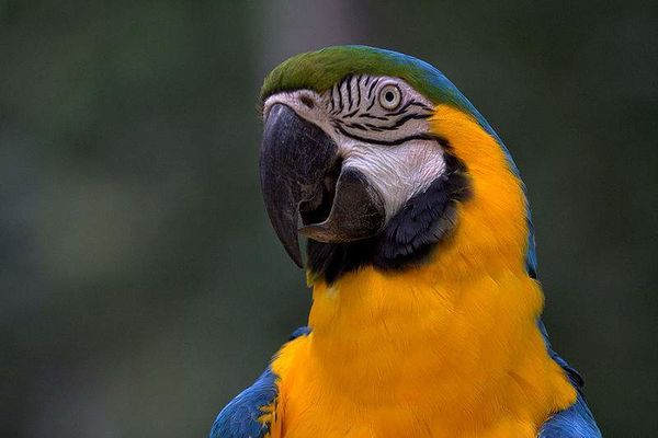 Brasil - EcuRed