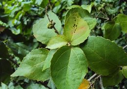 Croton corylifolius 3.jpg