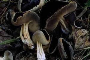 HHelvella queleti.jpg
