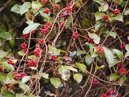 Kadsura japonica.jpg