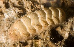Lepidopleurus cajetanus.jpg