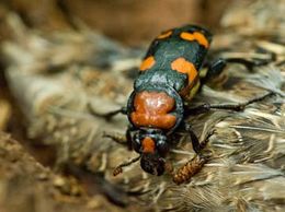 Nicrophorus americanus.jpg