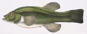 Orestias tschudii.jpg