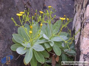 Sventenia bupleuroide.jpg