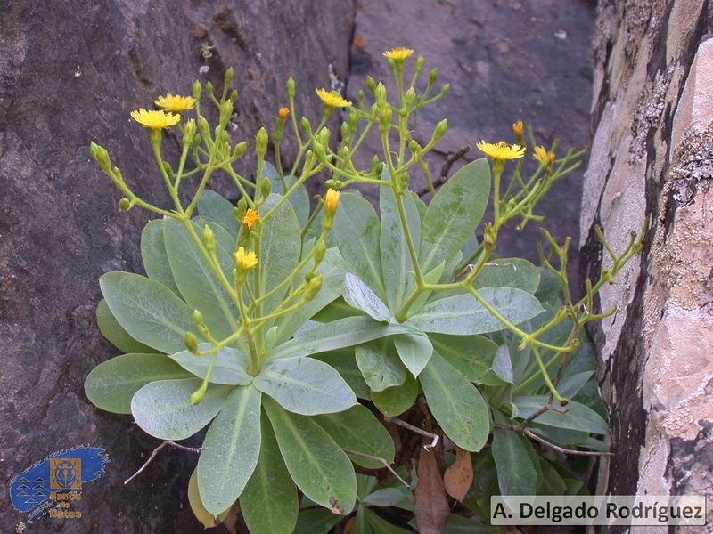 Archivo:Sventenia bupleuroide.jpg