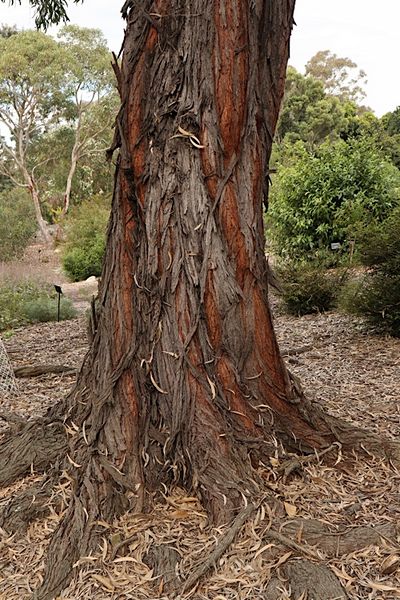 Archivo:Acacia binervia 5.jpg