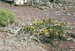 Acacia concolorans.jpg