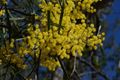 Acacia neriifolia 4.jpg