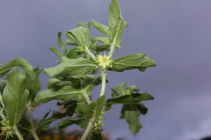 Archivo:Acanthospermum hispidum hojas.jpg