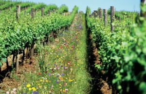 Agricultura Orgánica 1.jpg