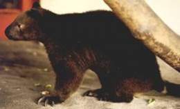 Dendrolagus dorianus1.jpg