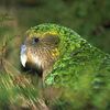 Kakapo.jpg