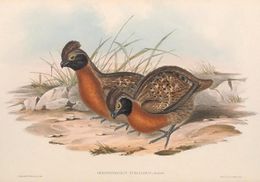 Odontophorus speciosus.jpg