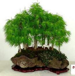 Pseudolarix-amabilis-bonsai.jpg