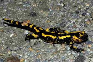 Salamandra-Pintada.jpg
