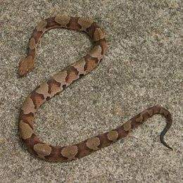 Serpiente Cabeza de Cobre.jpg