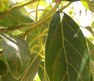 Trips aguacate.jpg