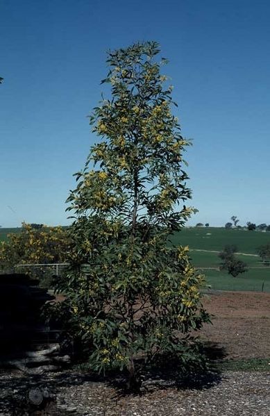 Archivo:Acacia falciformis 1.jpg