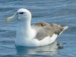 Albatros de corona blanca.jpg