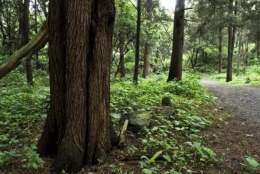Bosque de tlalpan.jpg