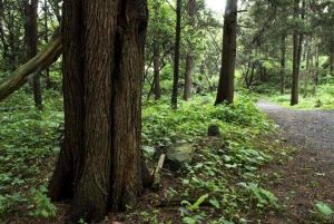 Bosque de tlalpan.jpg