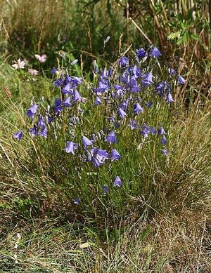 Campanula moravica.jpg