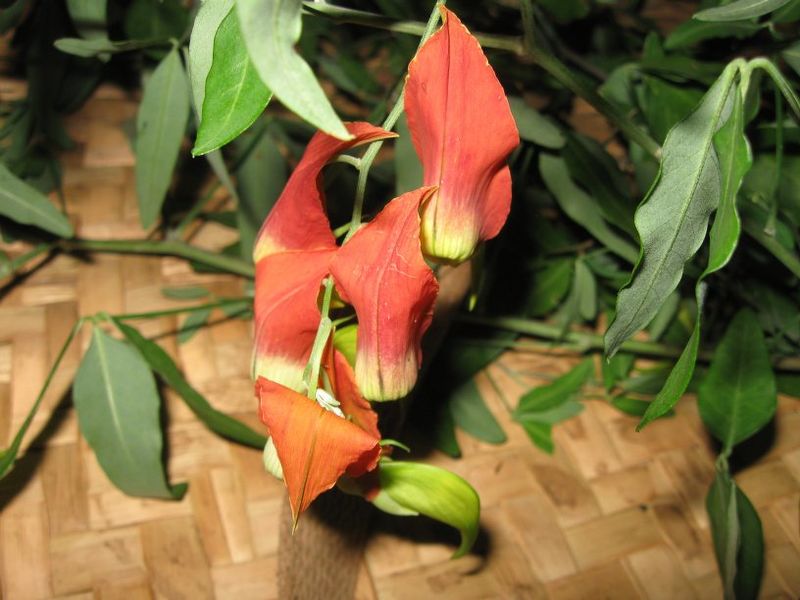 Archivo:Crotalaria grevei 1.jpg
