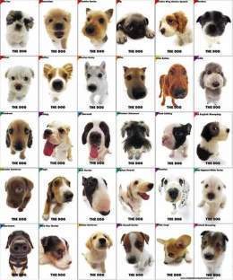 Perros-razas.jpg
