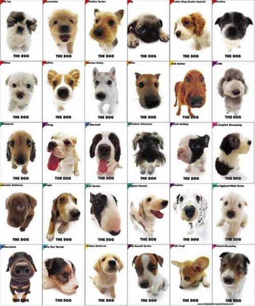 Archivo:Perros-razas.jpg