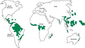 Selva tropical.jpg