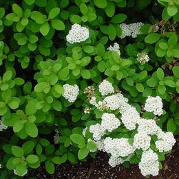 Spiraea betulifolia.jpg
