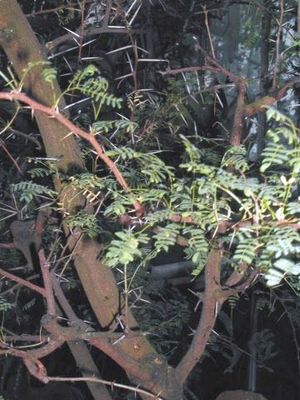 Vachellia horrida.jpg