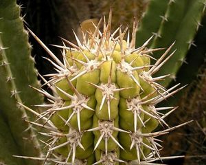 Armatocereus matucanensis.JPG