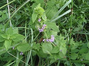 Ballota nigra1.JPG