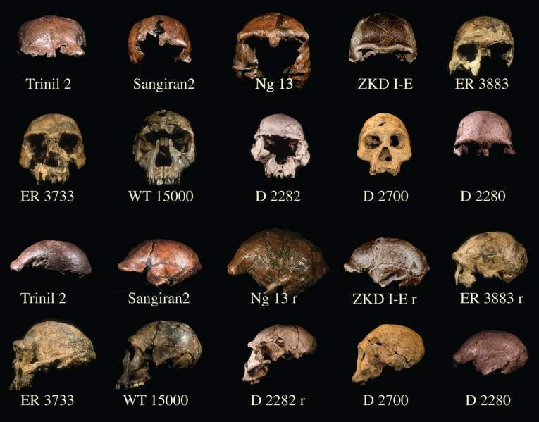 Archivo:Comparaciones H.Georgicus.jpg