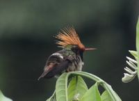 Coqueta crestirrufa.jpg
