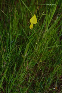 Crotalaria lutescens.jpeg