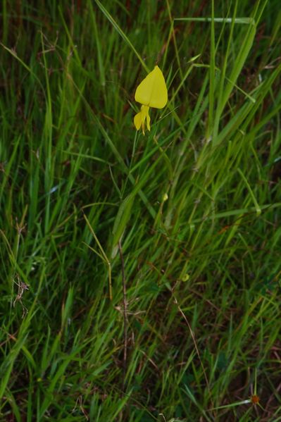 Archivo:Crotalaria lutescens.jpeg