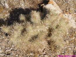 Cylindropuntia abyssi.jpg