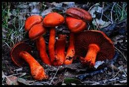 Dermocybe cinnabarina.jpg