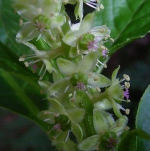 Phytolacca20octandra20FOM 3.jpg