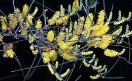 Acacia ephedroides.jpg