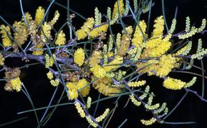 Acacia ephedroides.jpg