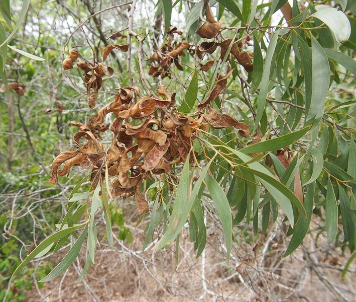 Archivo:Acacia leptocarpa 5.jpg