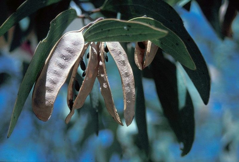 Archivo:Acacia leptoloba 1.jpg