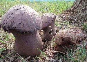 Calvatia.jpg
