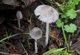 Coprinusalopecia.jpg